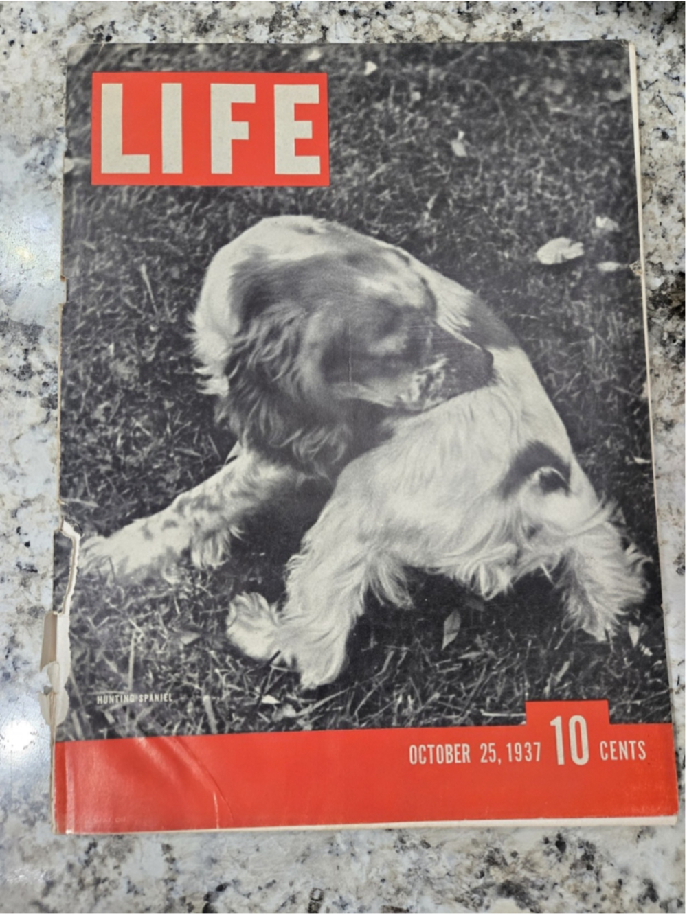 Vintage Life Magazine October 25, 1937 Featuring a Hunting Dog (Spaniel)